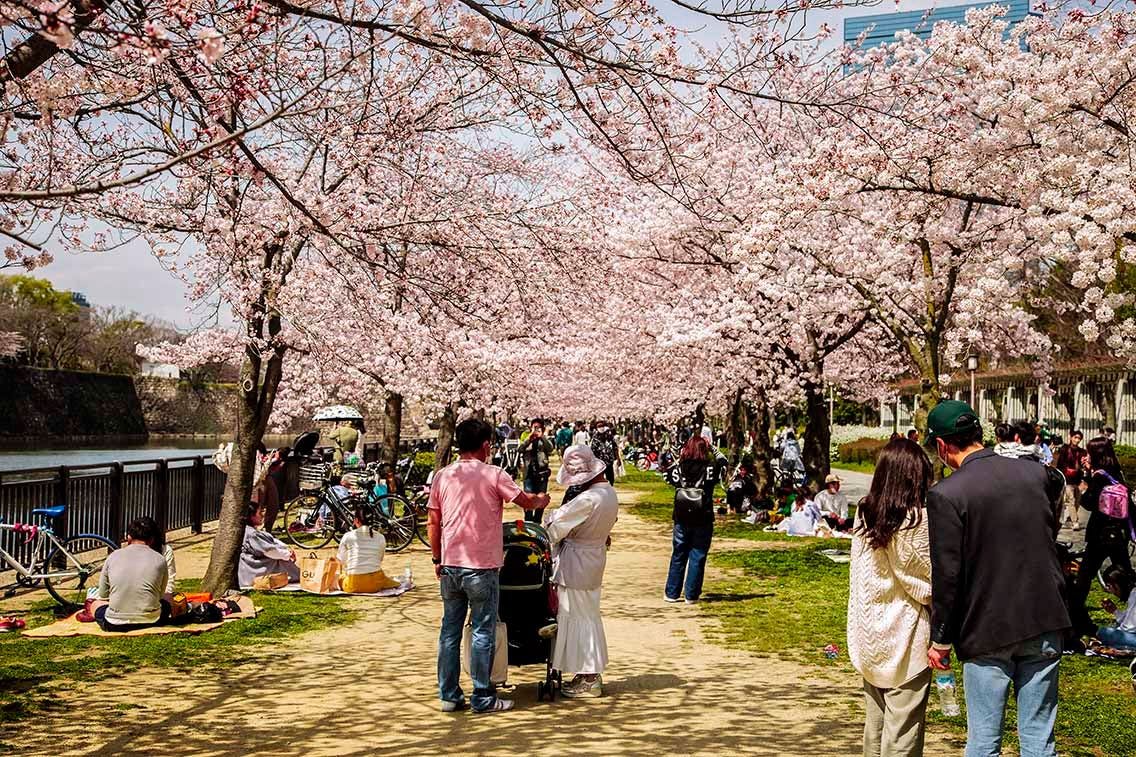 Osaka Castle Park in spring with cherry blossoms in full bloom. Photo source: James Saunders-Wyndham