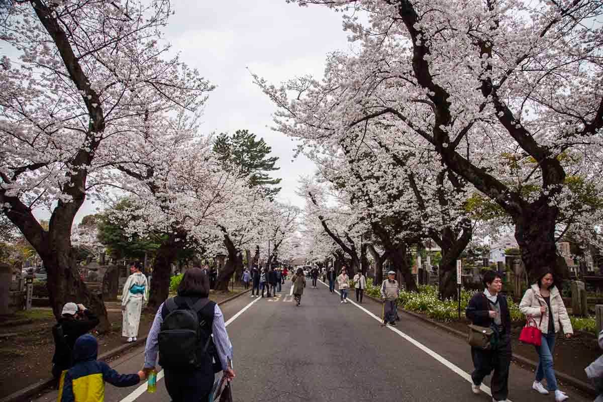 Yanaka Cemetery in spring. This road leads towards the street market. Photo source: James Saunders-Wyndham