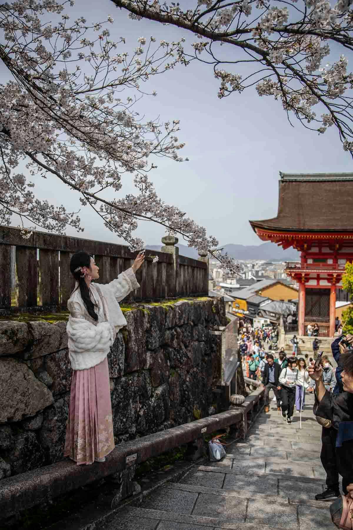 This tourist is behaving badly to get her perfect sakura shot. Photo source: James Saunders-Wyndham