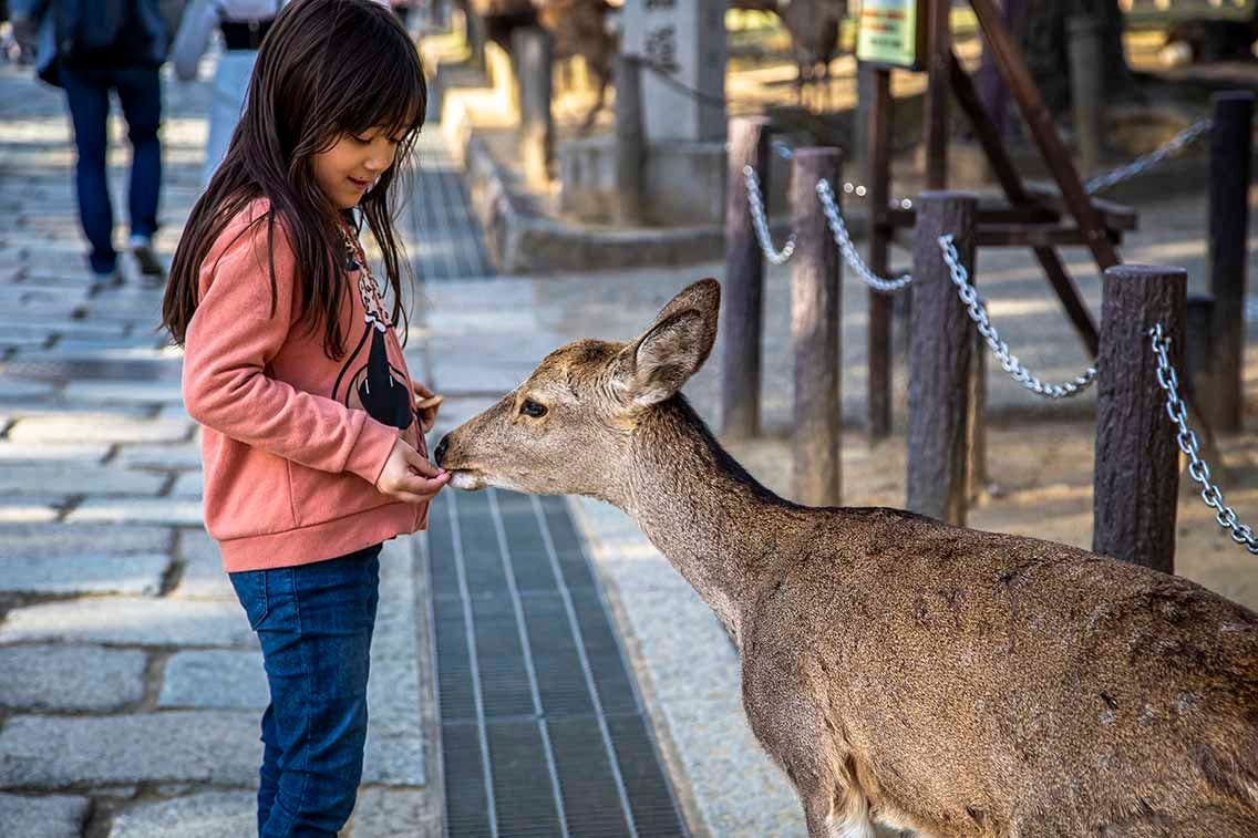 Feeding the sacred deer in Nara Park. Photo Source: James Saunders-Wyndham 